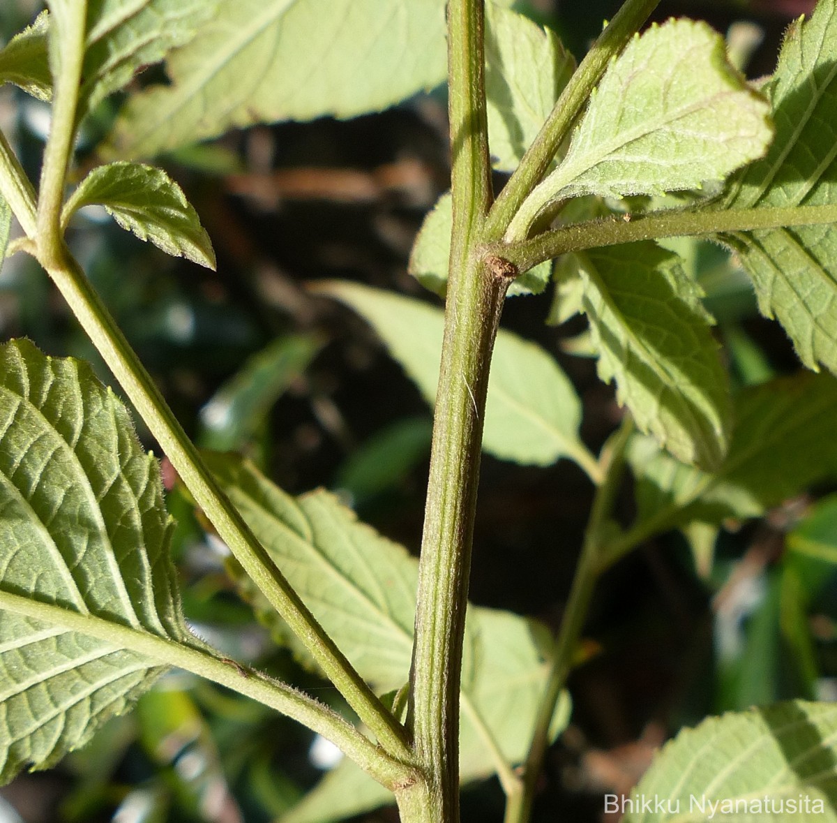 Cyanthillium hookerianum (Arn.) H.Rob.